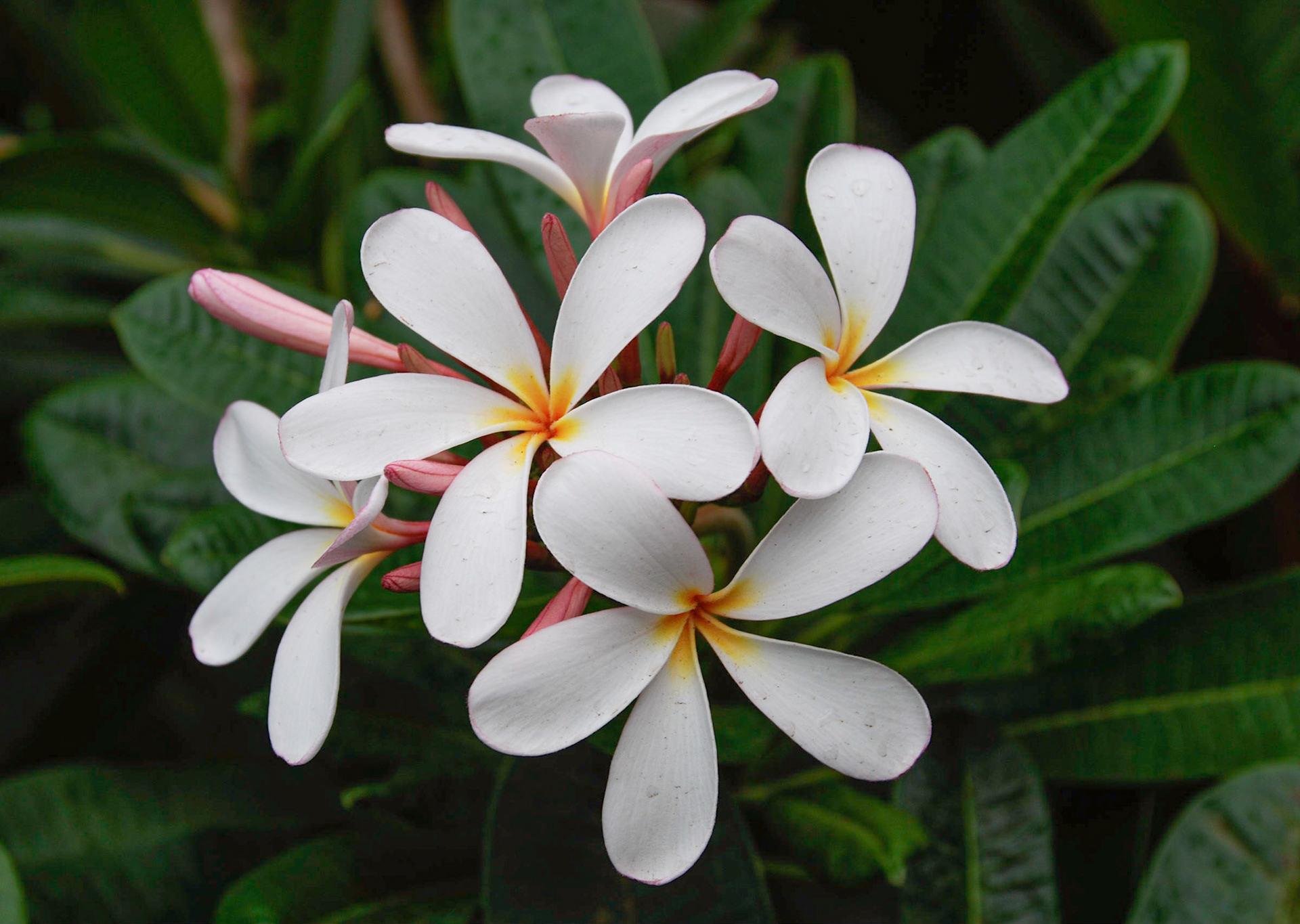 Plumeria Rubra - Hawaii