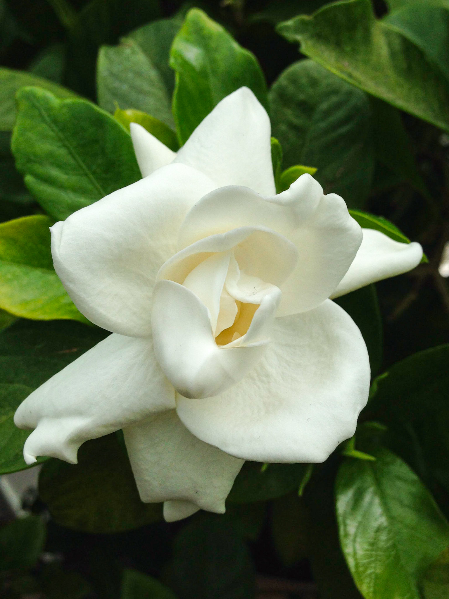 White Tea Rose - NY Botanical Garden