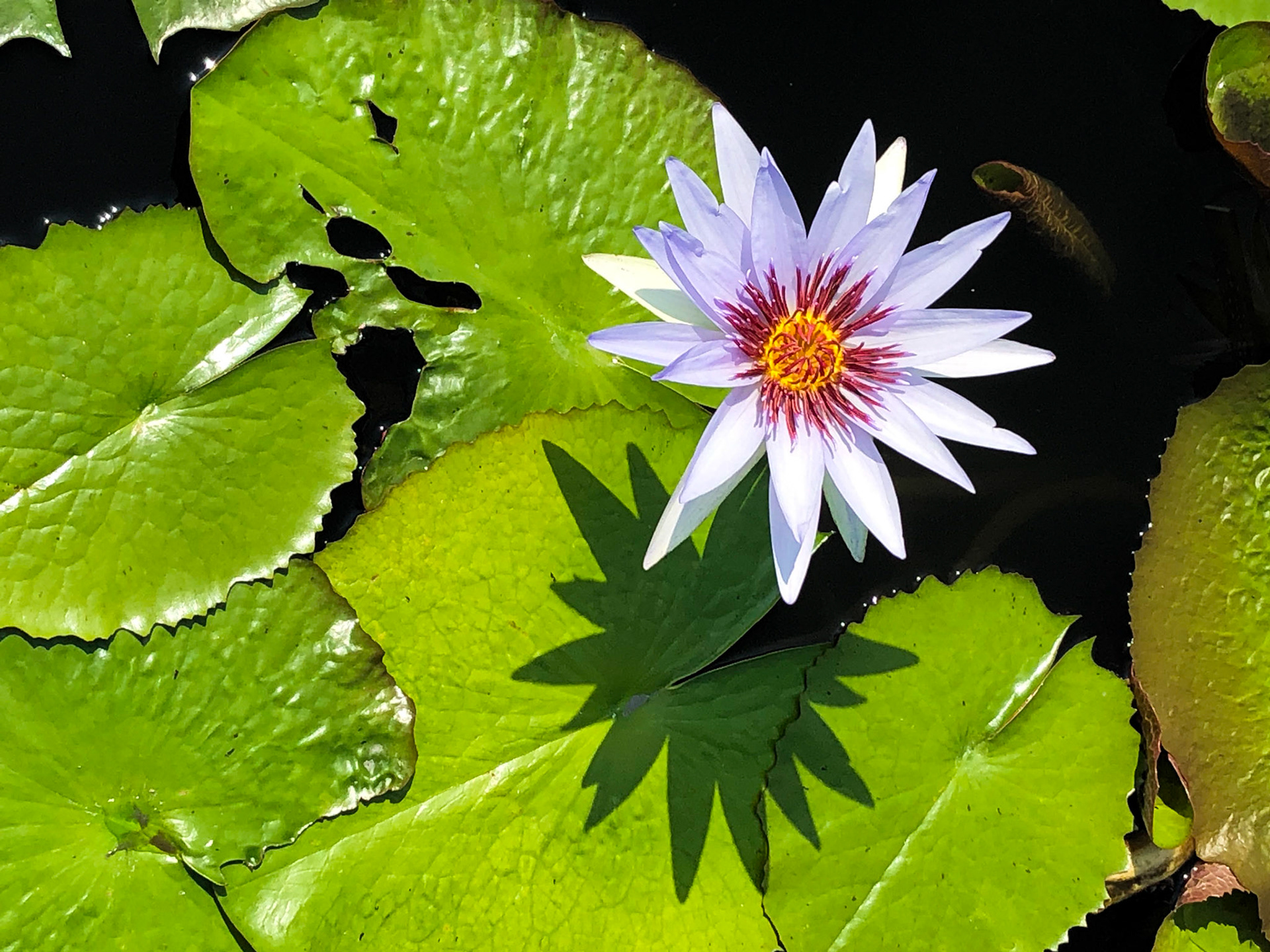 Water Lily - NY Botanical Garden 