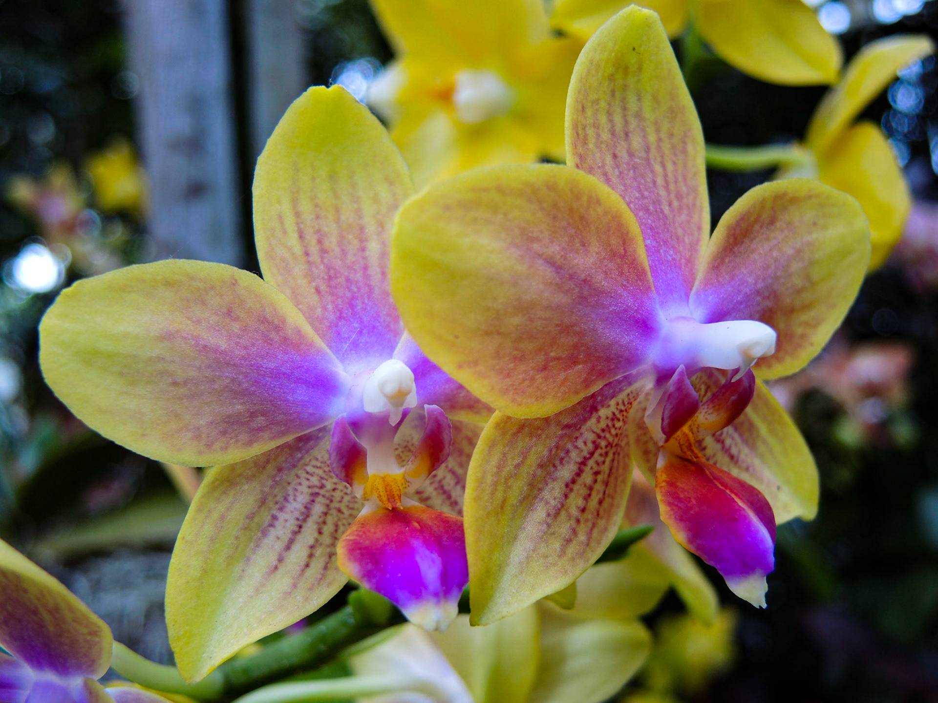Yellow Orchids - NY Botanical Garden