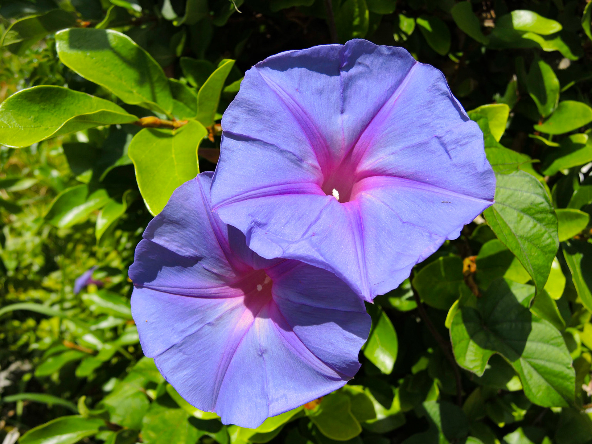 Morning Glories - Maine