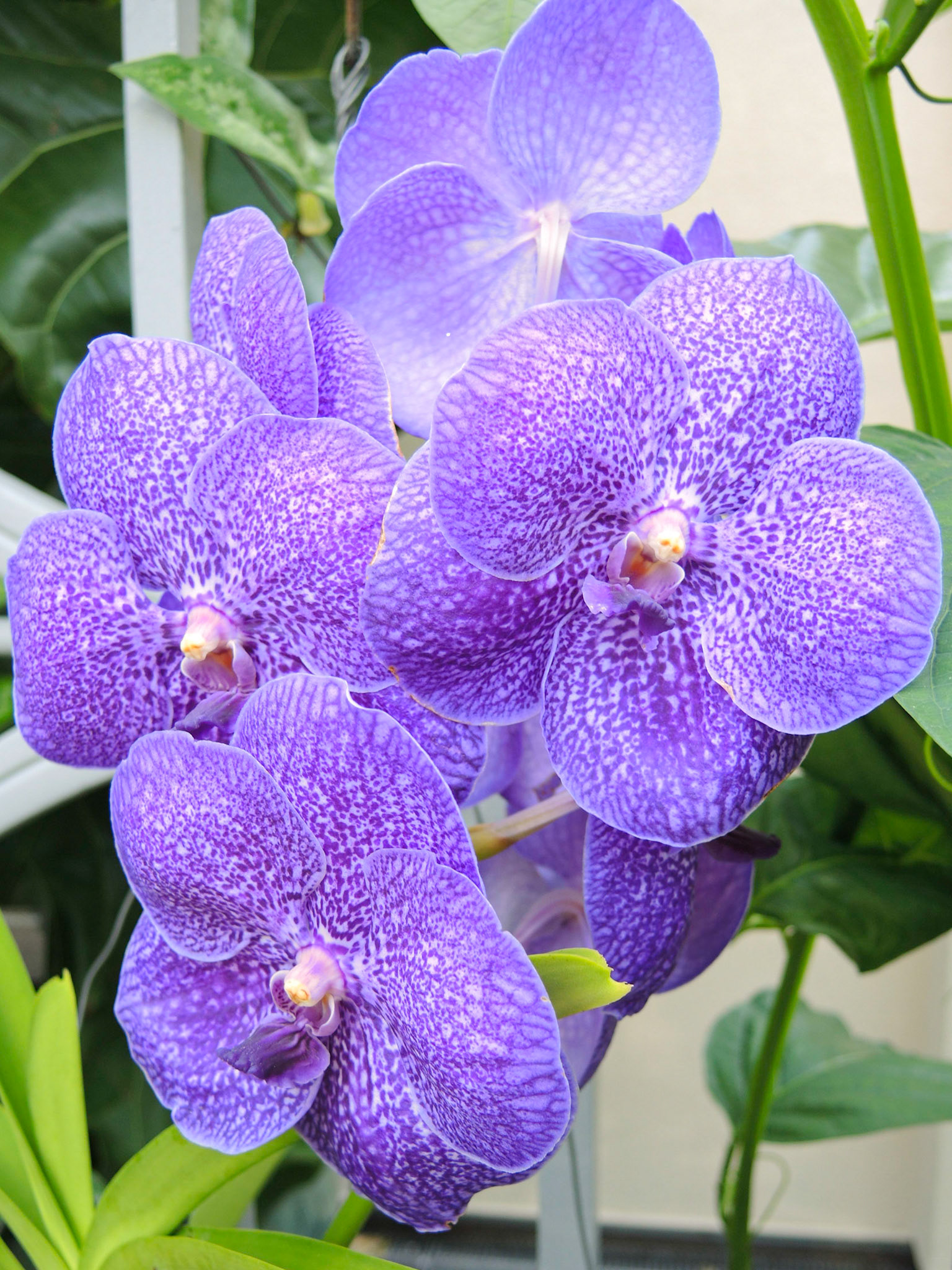 Purple Vanda Orchids - NY Botanical Garden