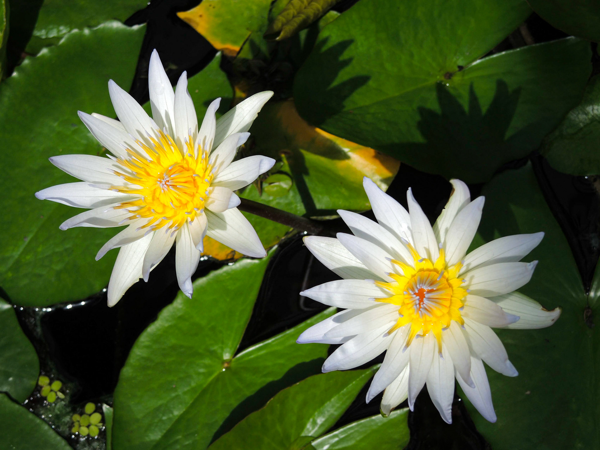 Water Lillies - NY Botanical Garden