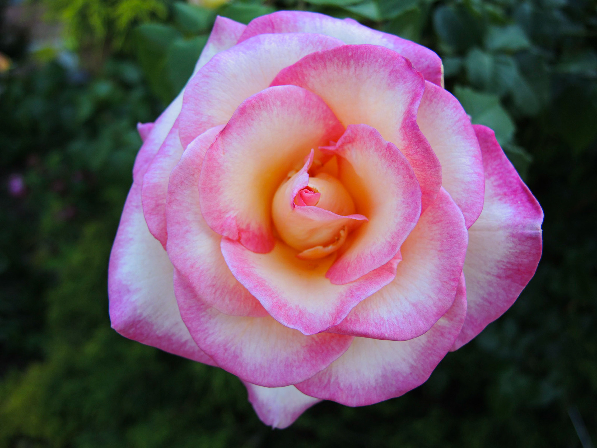 Hybrid Tea Rose - NY Botanical Garden 