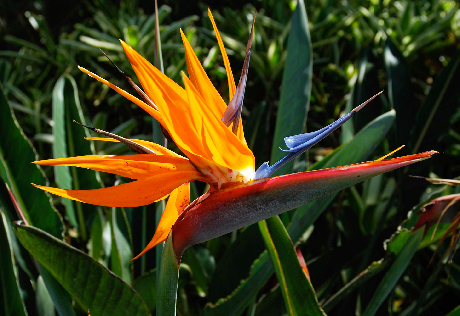 Bird of Paradise - Hawaii