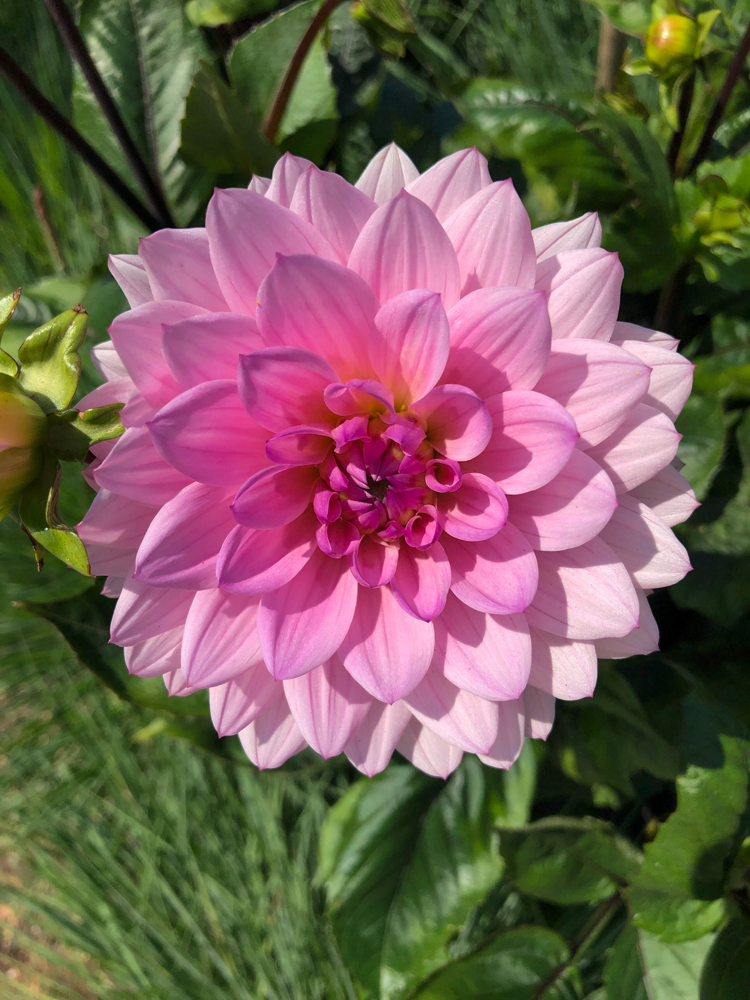 Dahlia - Maine 
