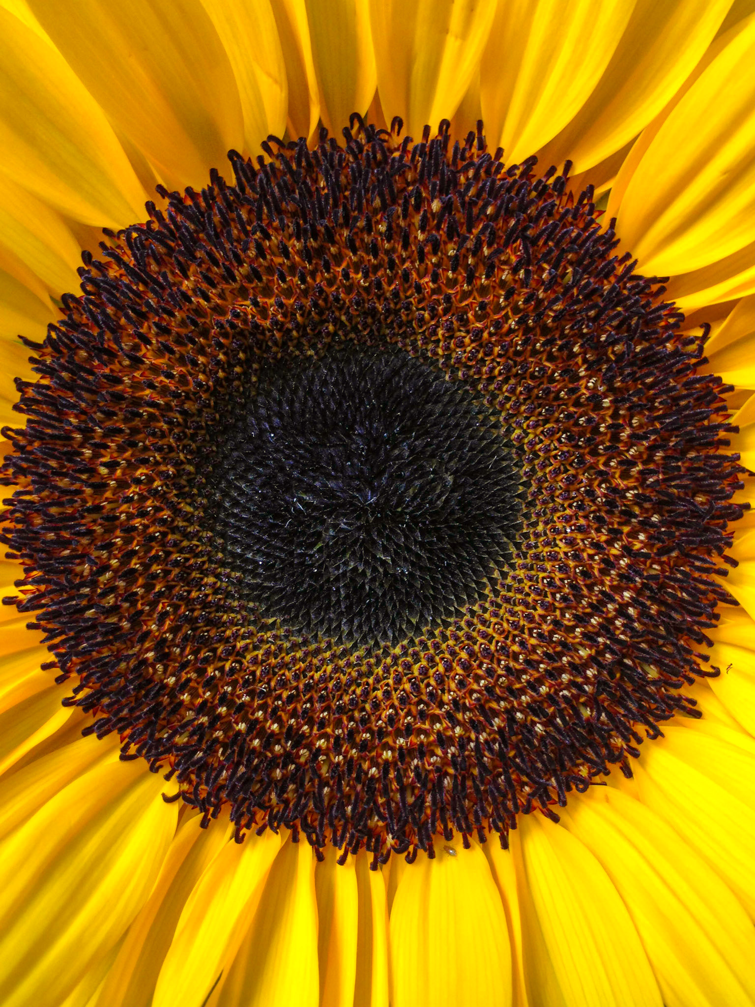 Sunflower - New York City 
