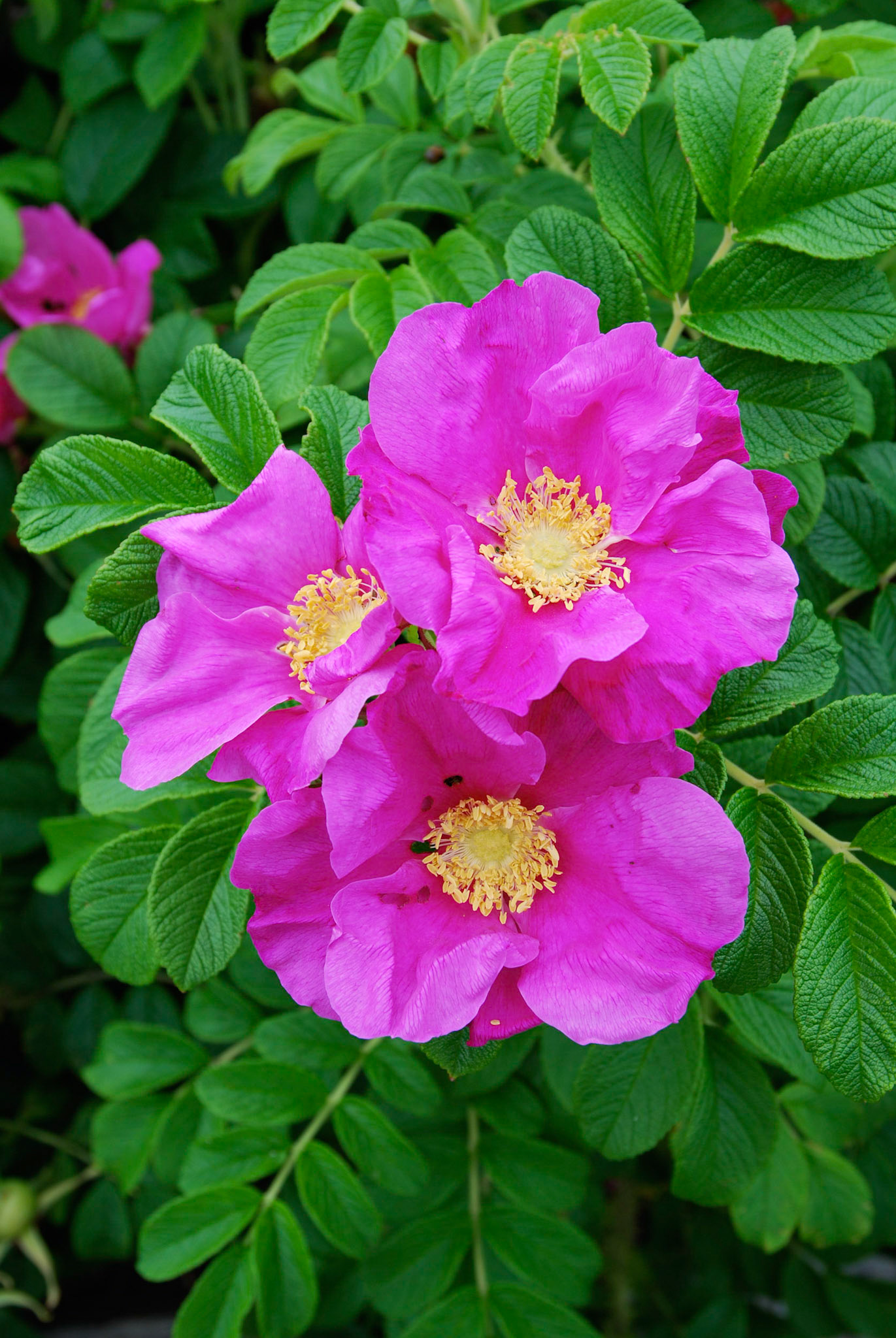Wild Pink Rose - Maine 