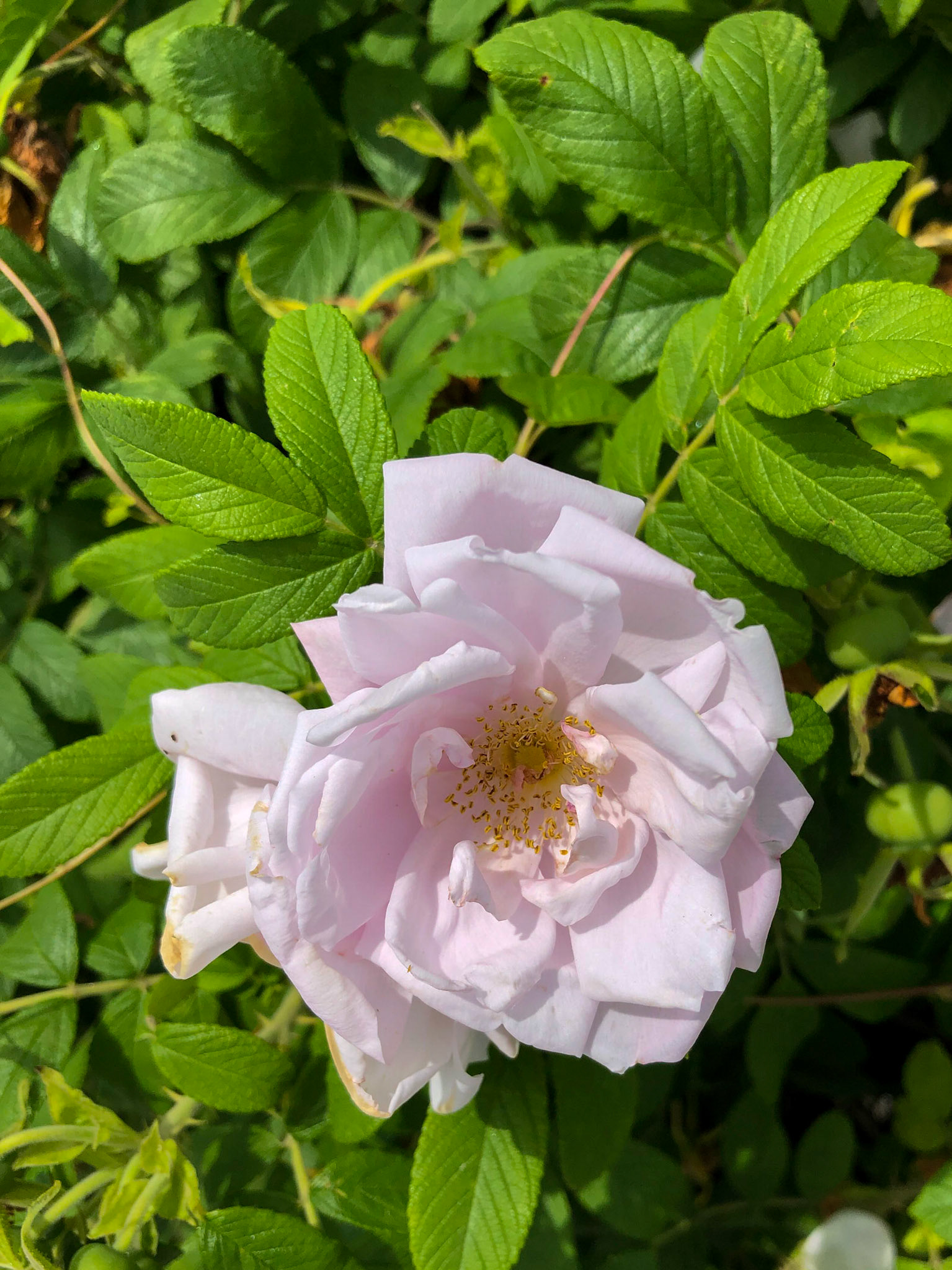 White Wild Rose - Maine 