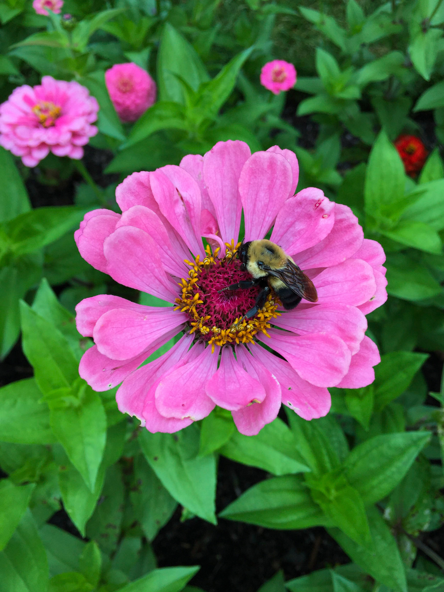 Dahlia with bee - Maine 