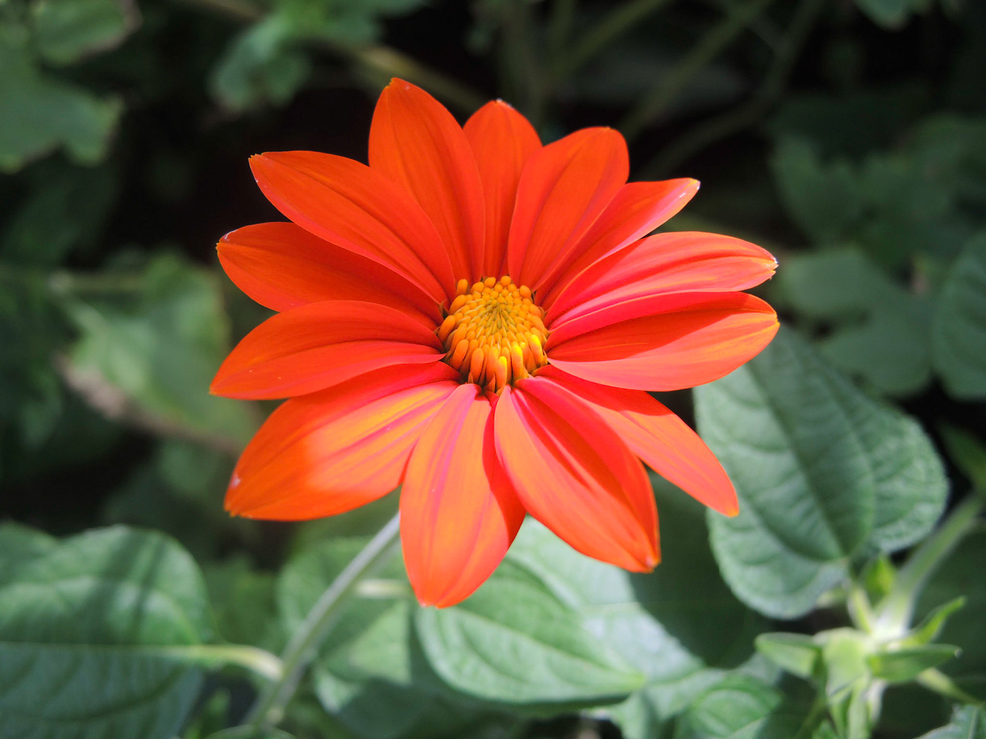 Dahlia - NY Botanical Garden 