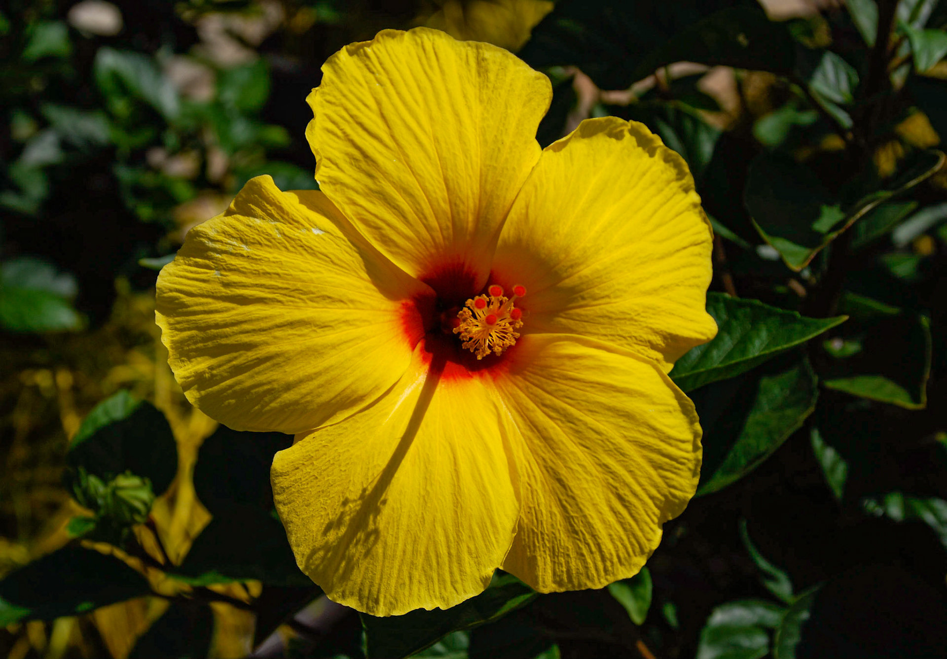 Yellow Hibiscus - Hawaii 