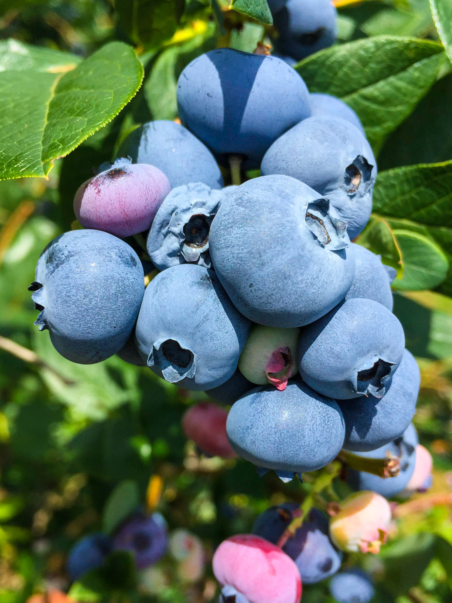 Blueberry Farm - Springvale