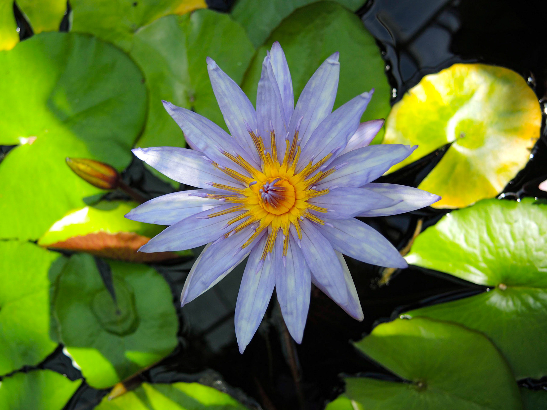 Water Lily - NY Botanical Garden 