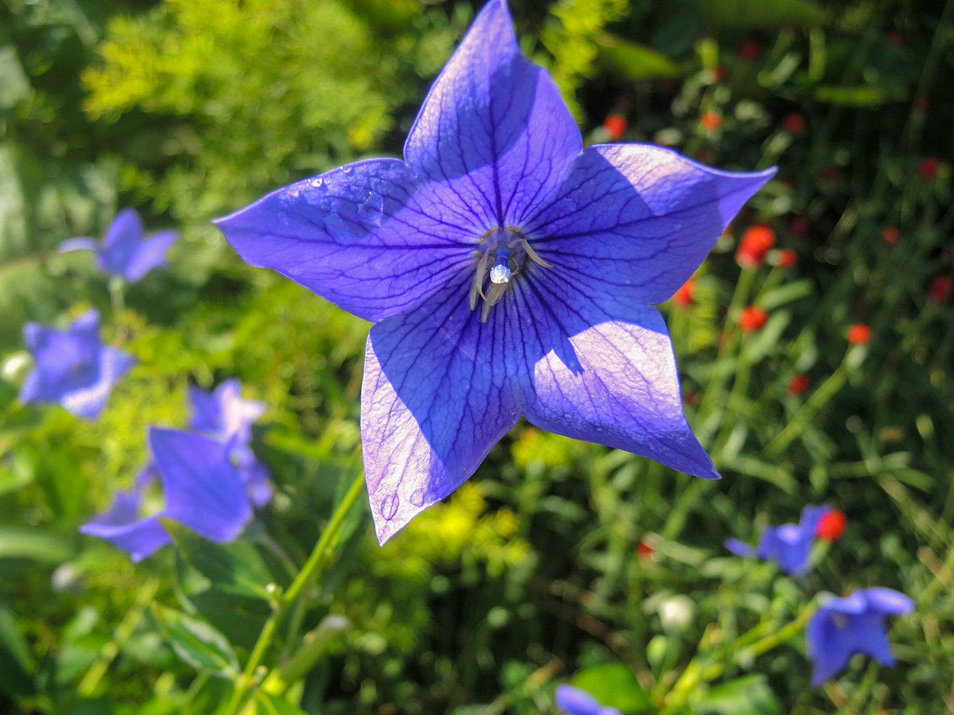Blue Balloon Flower - NY Botanical Garden 