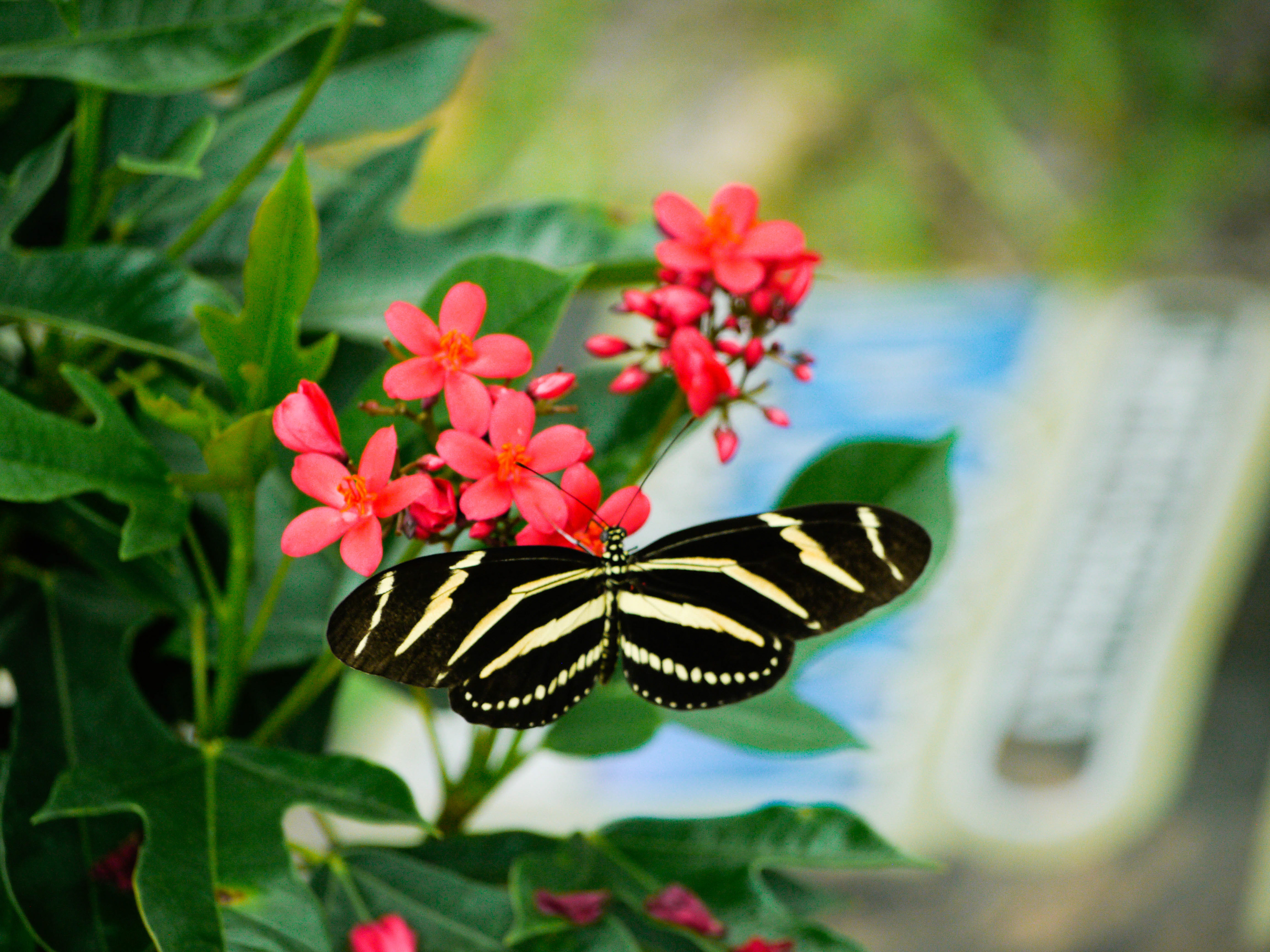 Zebra Longwing Butterfly