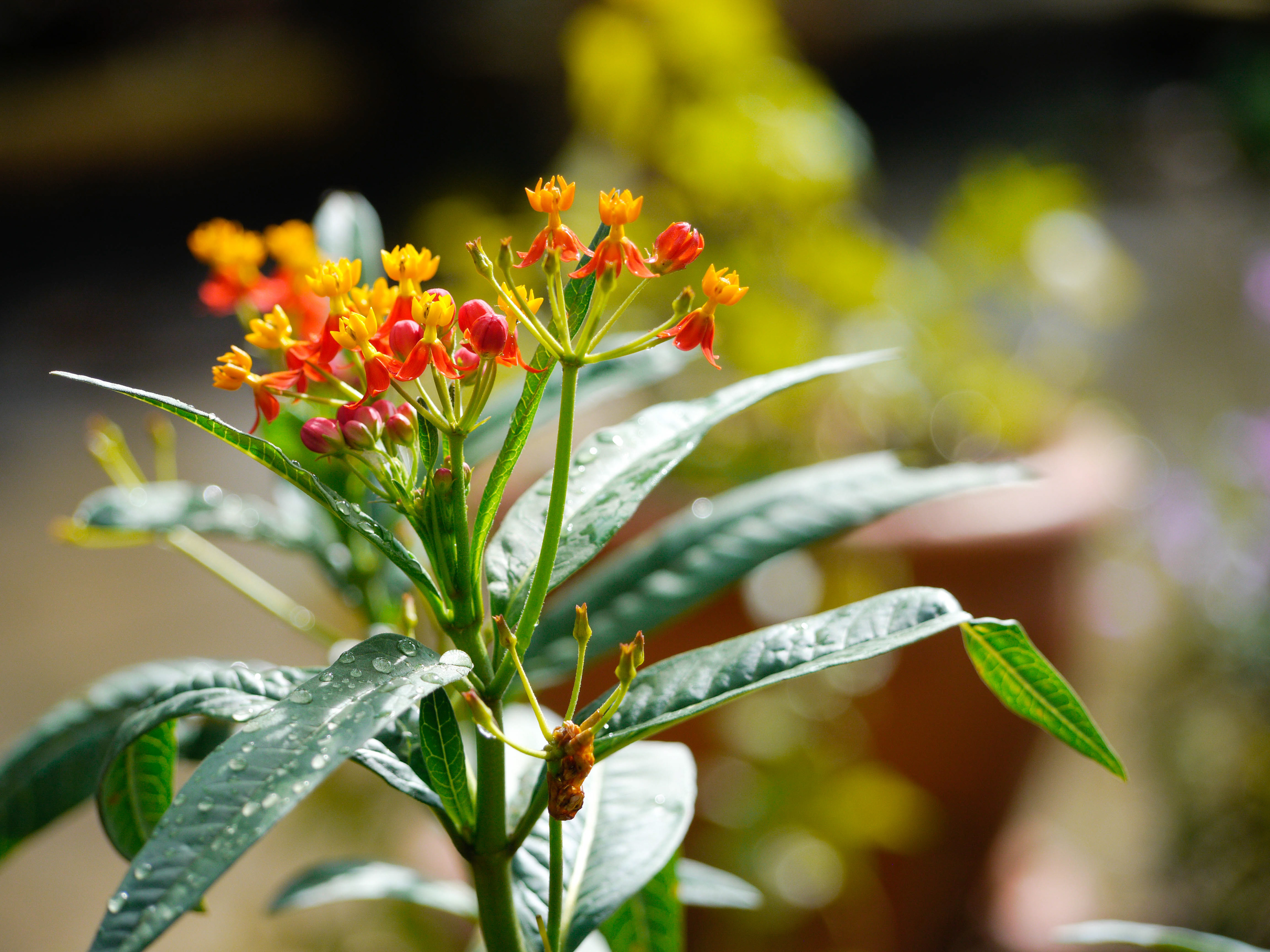 Milkweed Plant