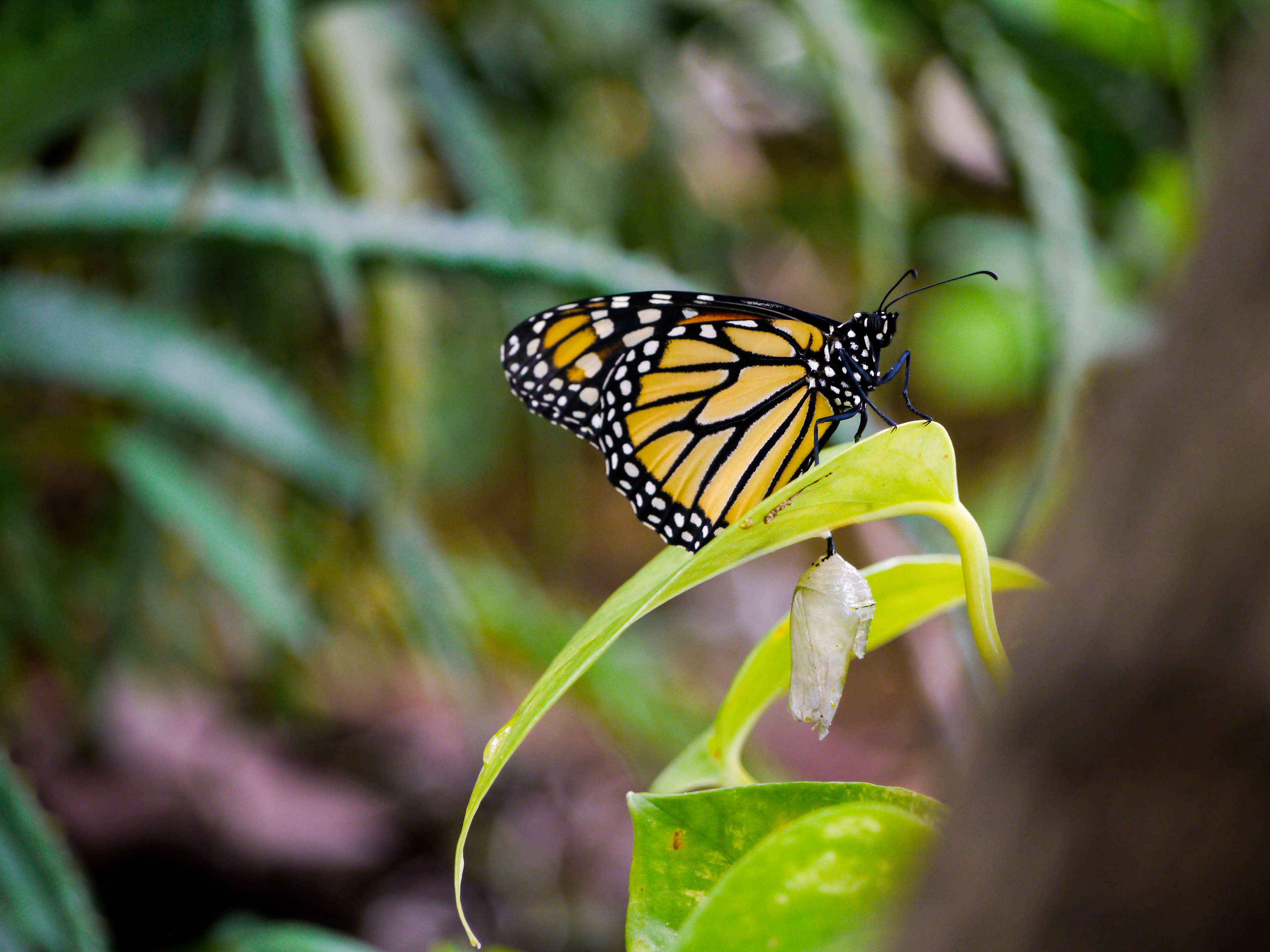 Adult Monarch butterfly moments after emerging from its chrysalis