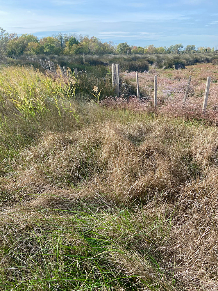 Marais du Vigueirat