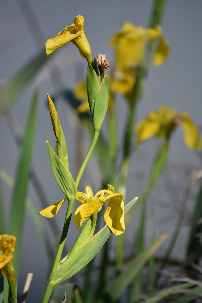 Marais de Pont du Gau