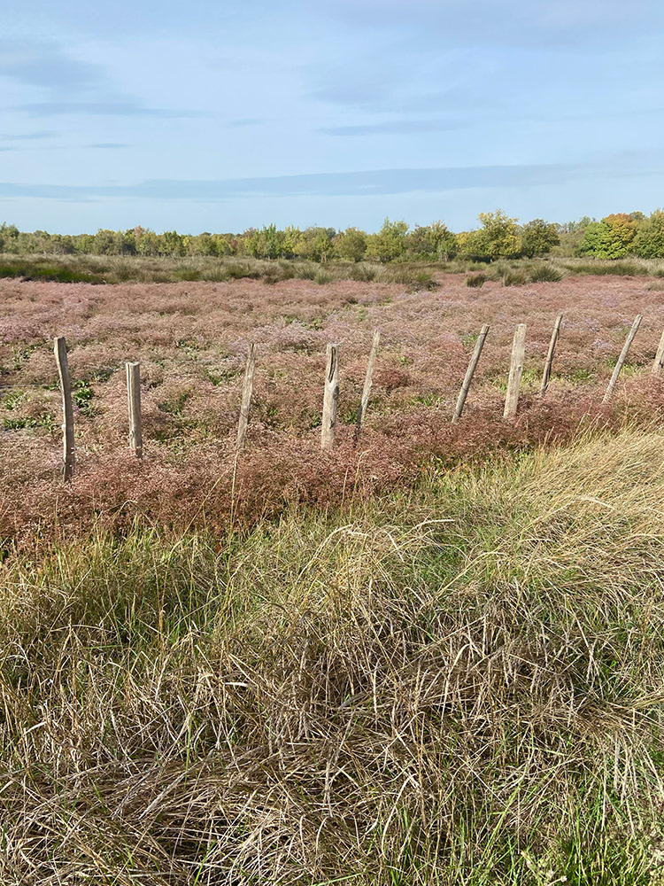 Marais du Vigueirat