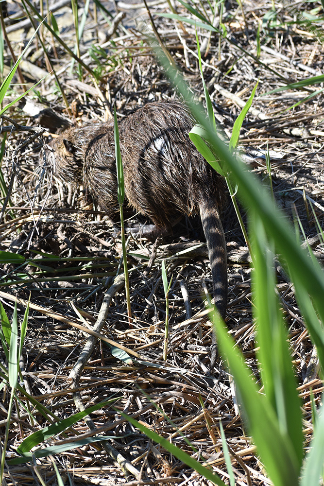 Marais de Pont du Gau