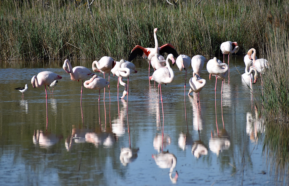 Marais de Pont du Gau