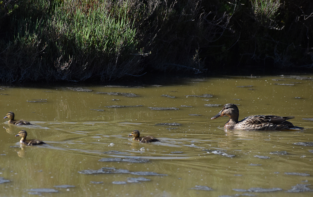 Marais de Pont du Gau