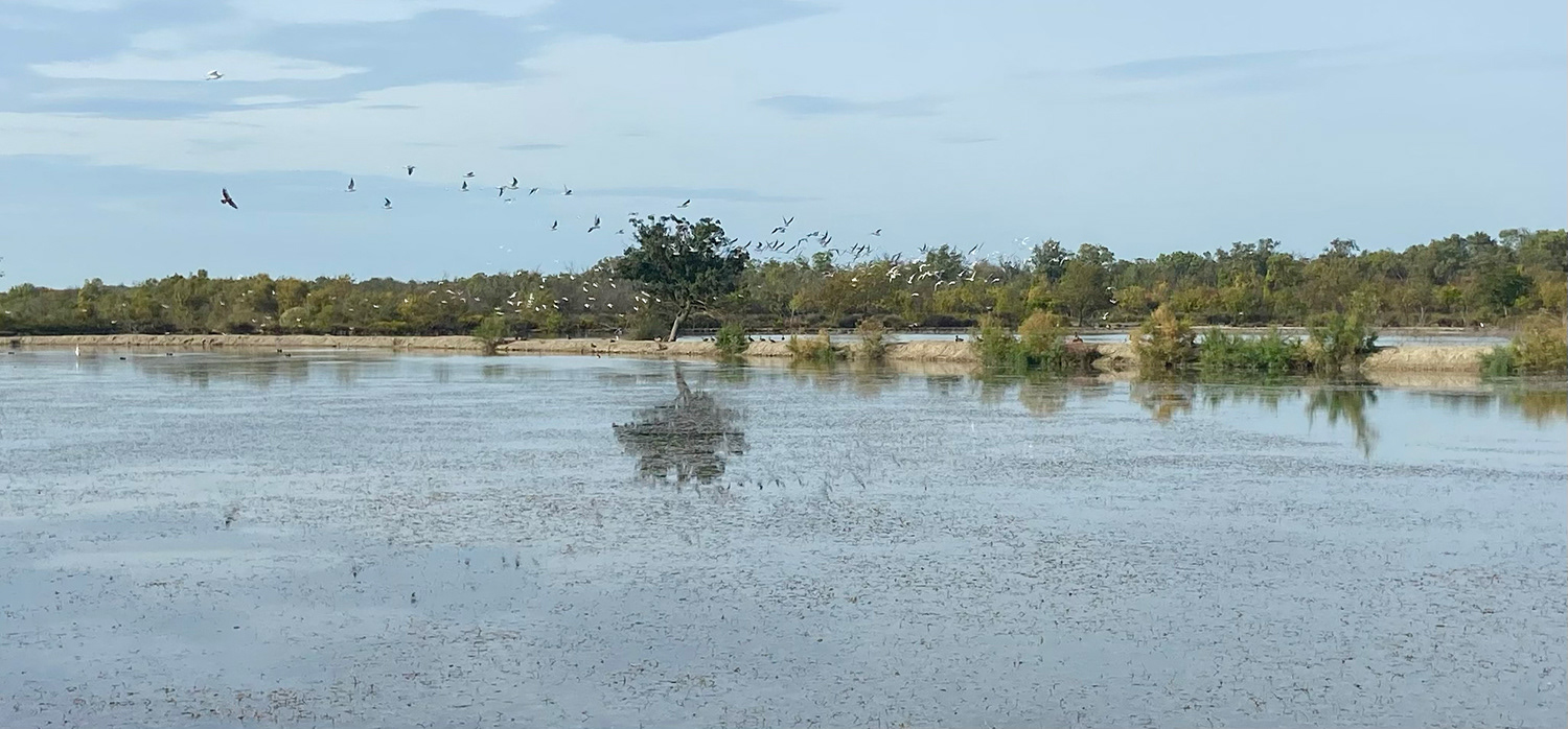 Marais du Vigueirat