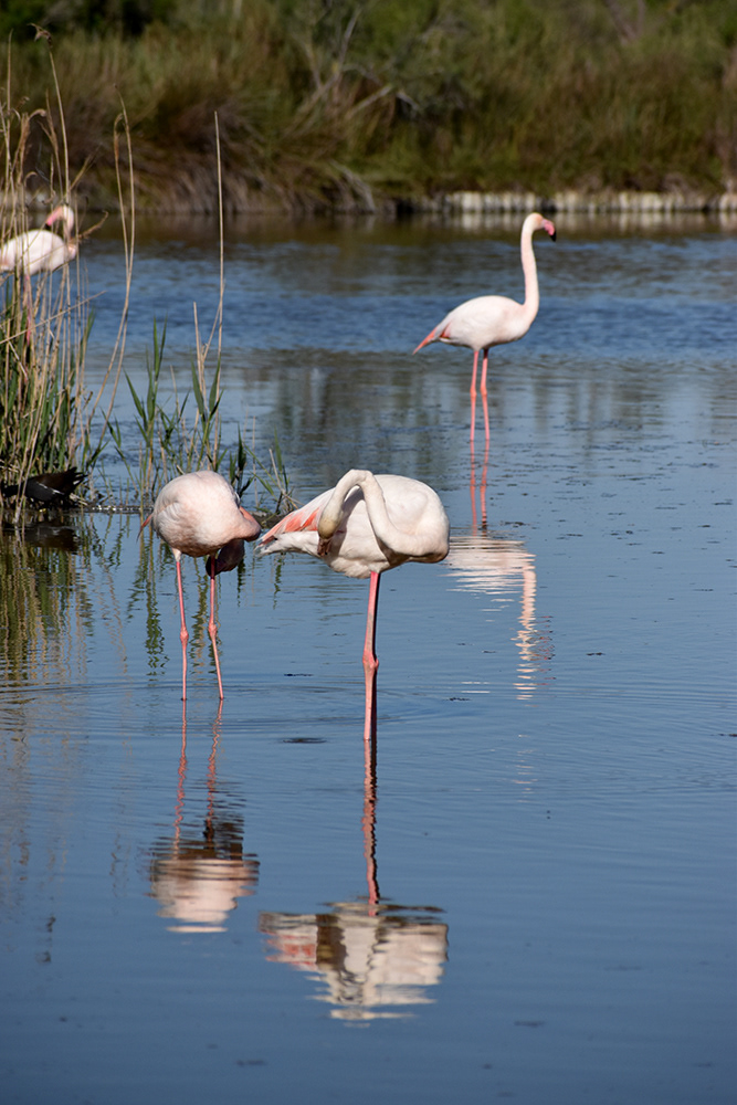 Marais de Pont du Gau