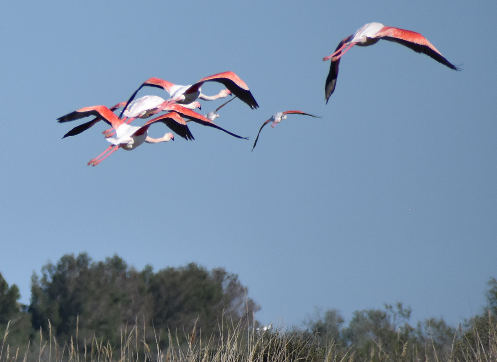 Marais de Pont du Gau