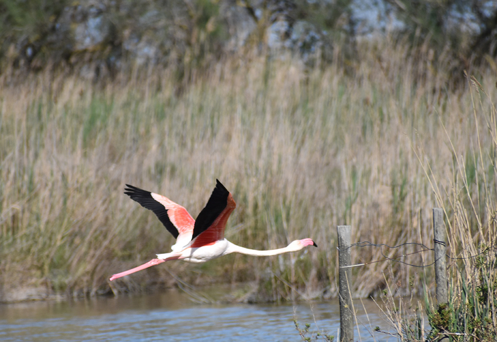 Marais de Pont du Gau