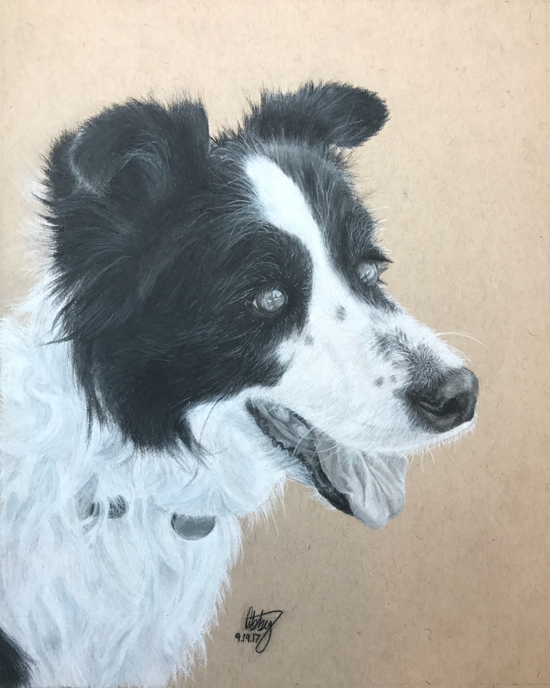 border collie in charcoal