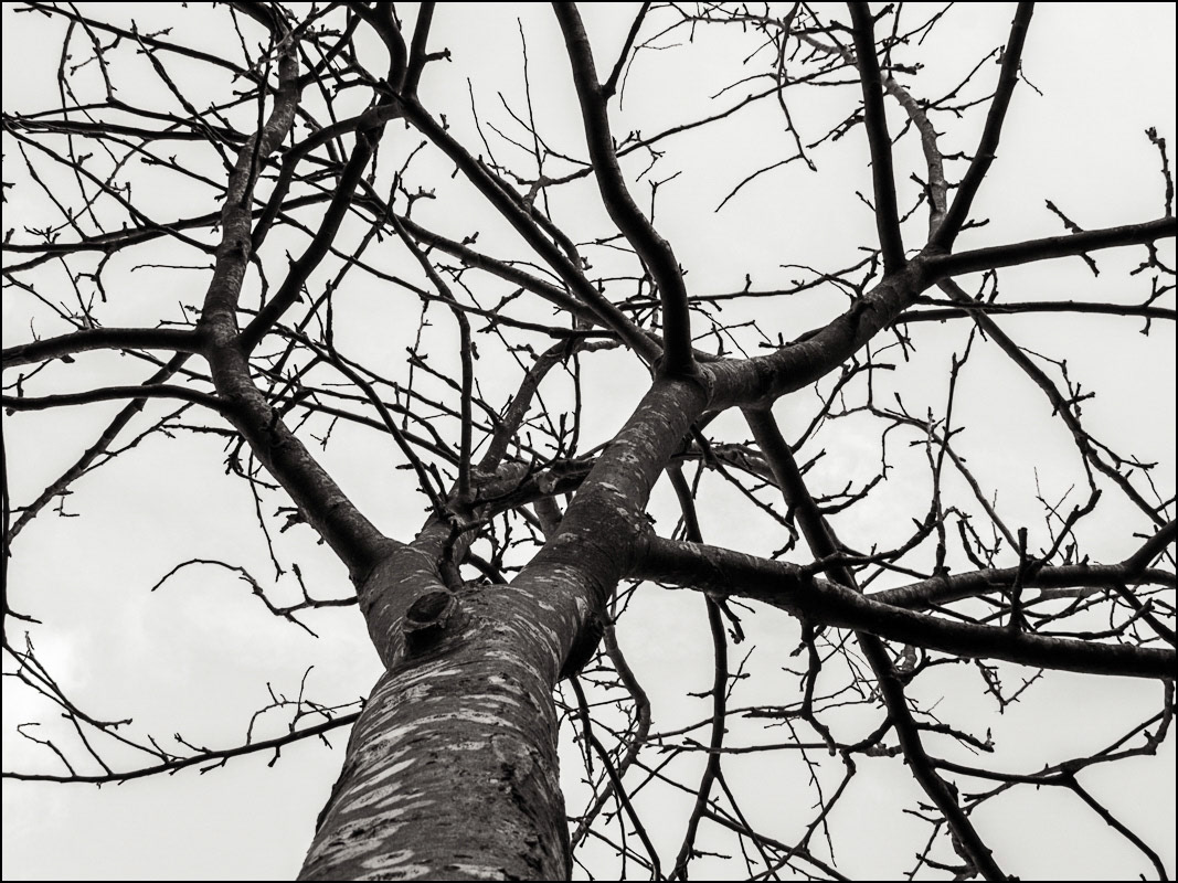 January 10th | Apple Tree in Winter