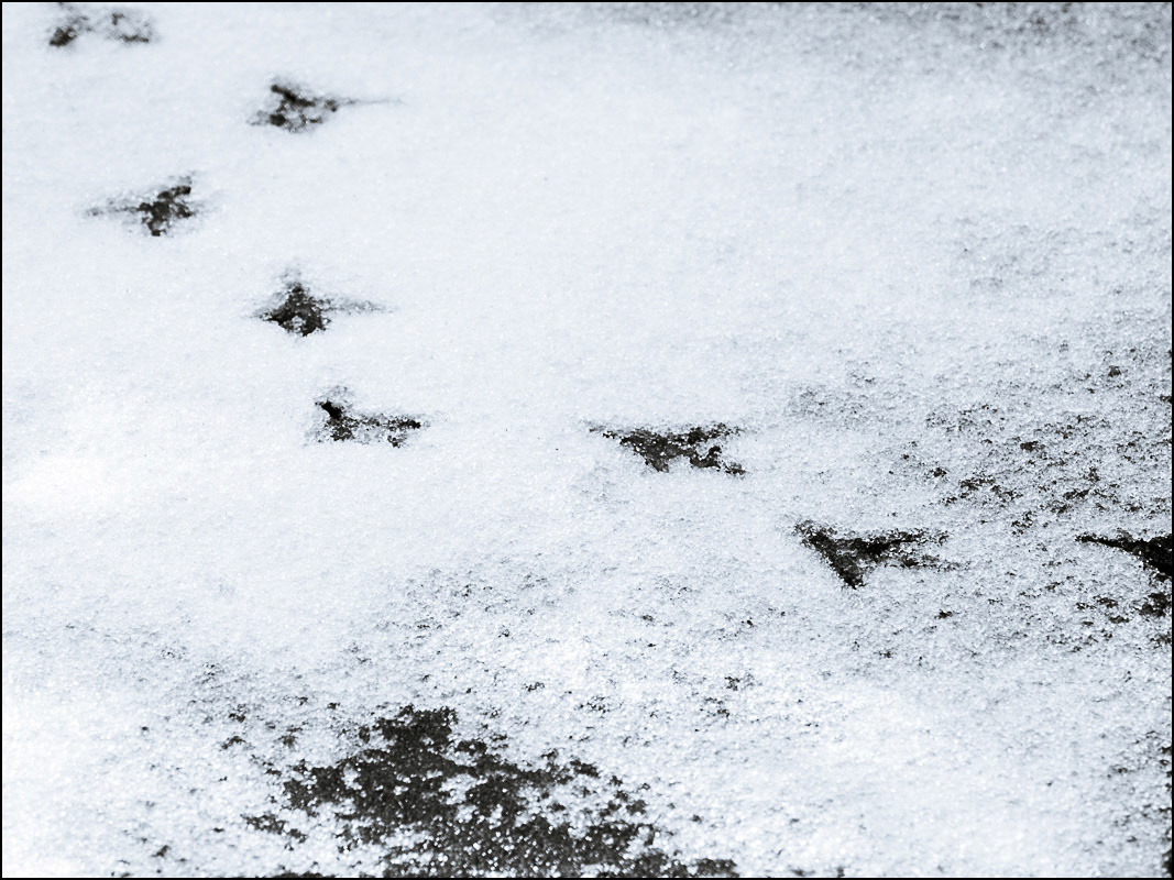 March 3rd | Catch the Pigeon.