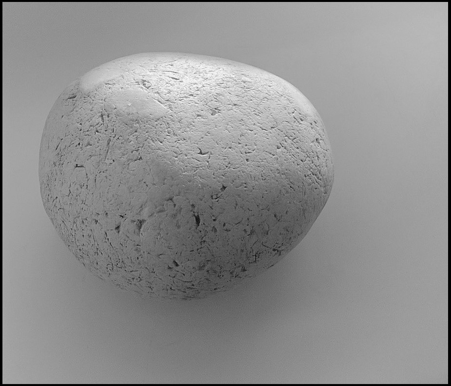 January 17th | Pet Rock