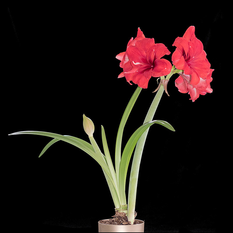 February 20th | Amaryllis-Sitting