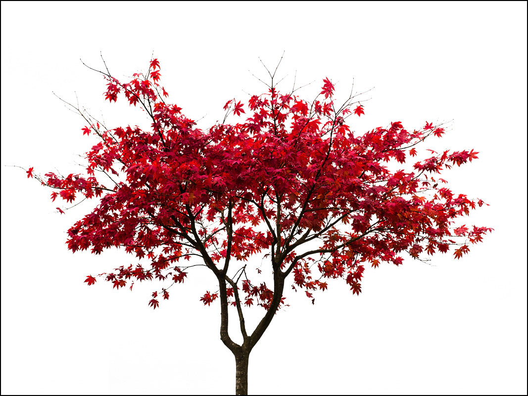 Japanese Maple, Sheffield Park.