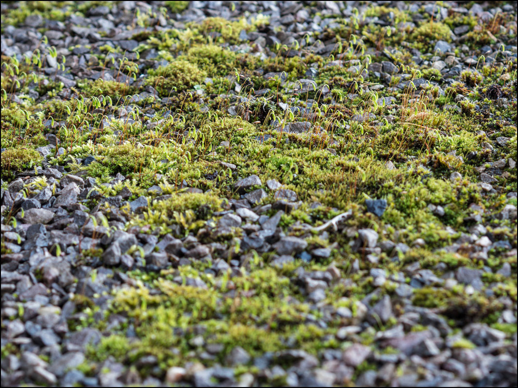 January 26th | Roof Garden