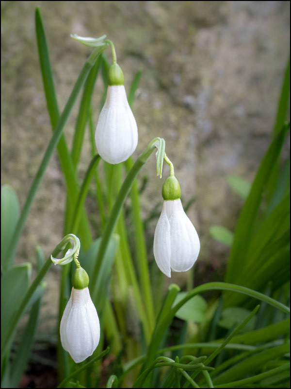 February 4th | First Snowdrops