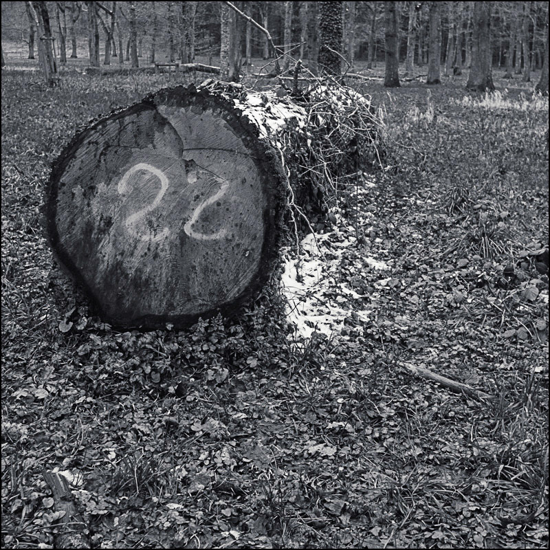 22 - Its Days Numbered. Around La Barthe de Neste, Hautes-Pyrénées. Felled trees numbered as lots for sale. 