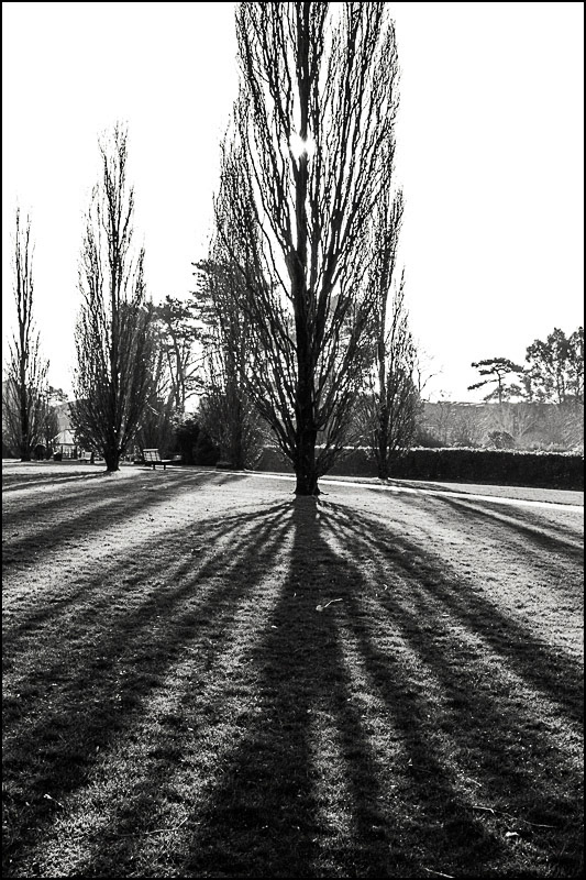 February 6th | Light & Shade in Horsham Park