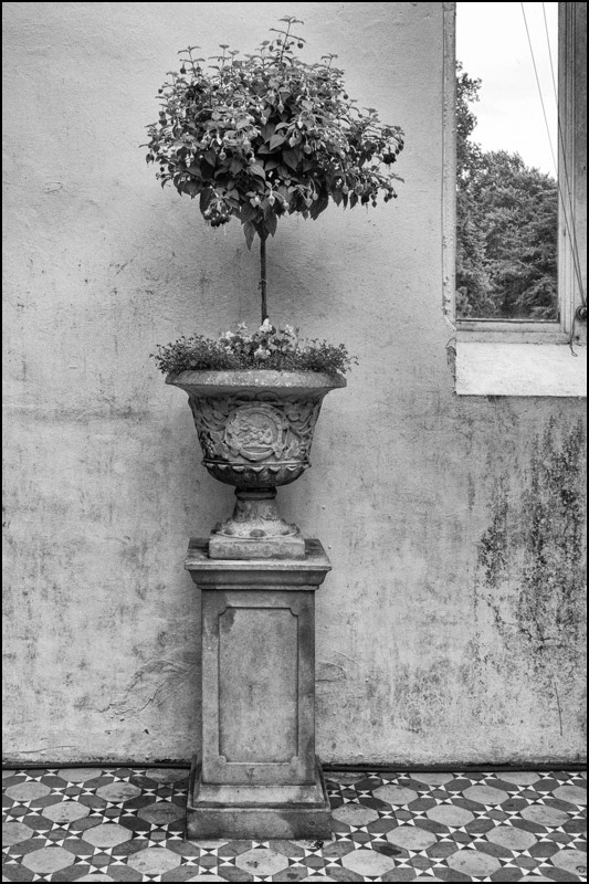 Lobelia planter in the orangery at Lyme Hall, Cheshire.