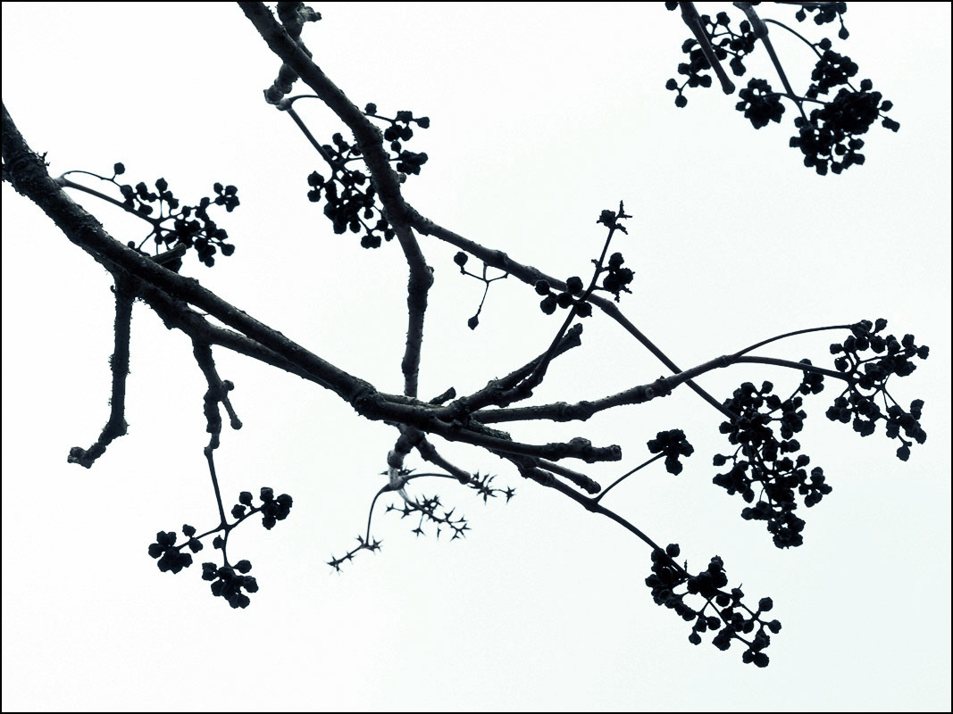 March 22nd | Nyman's Gardens.