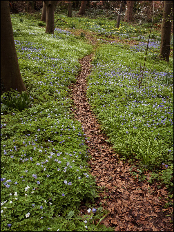 March 25th |Woodland Near the Cavendish Laboratory,  Cambridge .