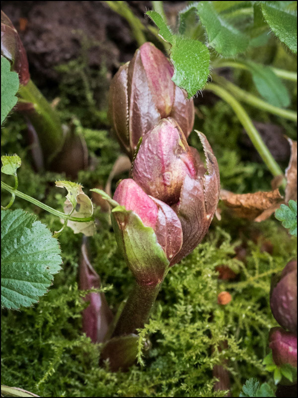 January 3rd | Hellebores
