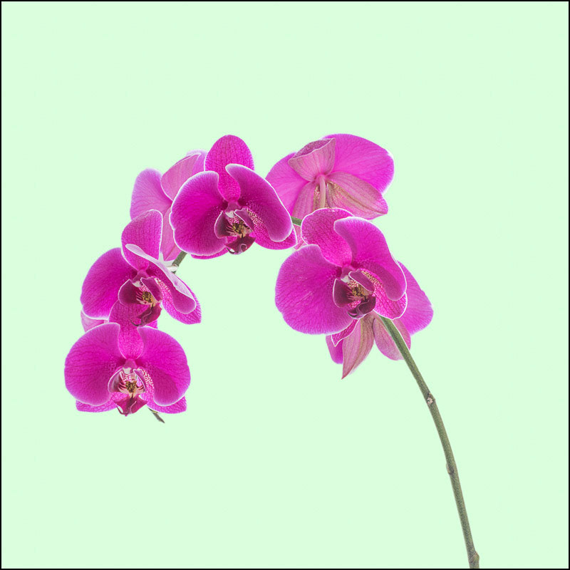 February 2nd | Orchid