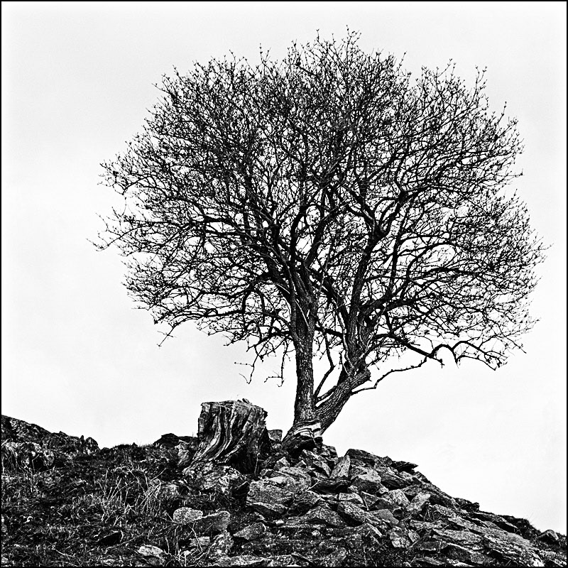 Lone Tree, Lake District.