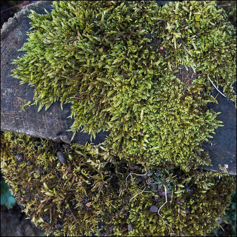 March 15th | Log Garden.