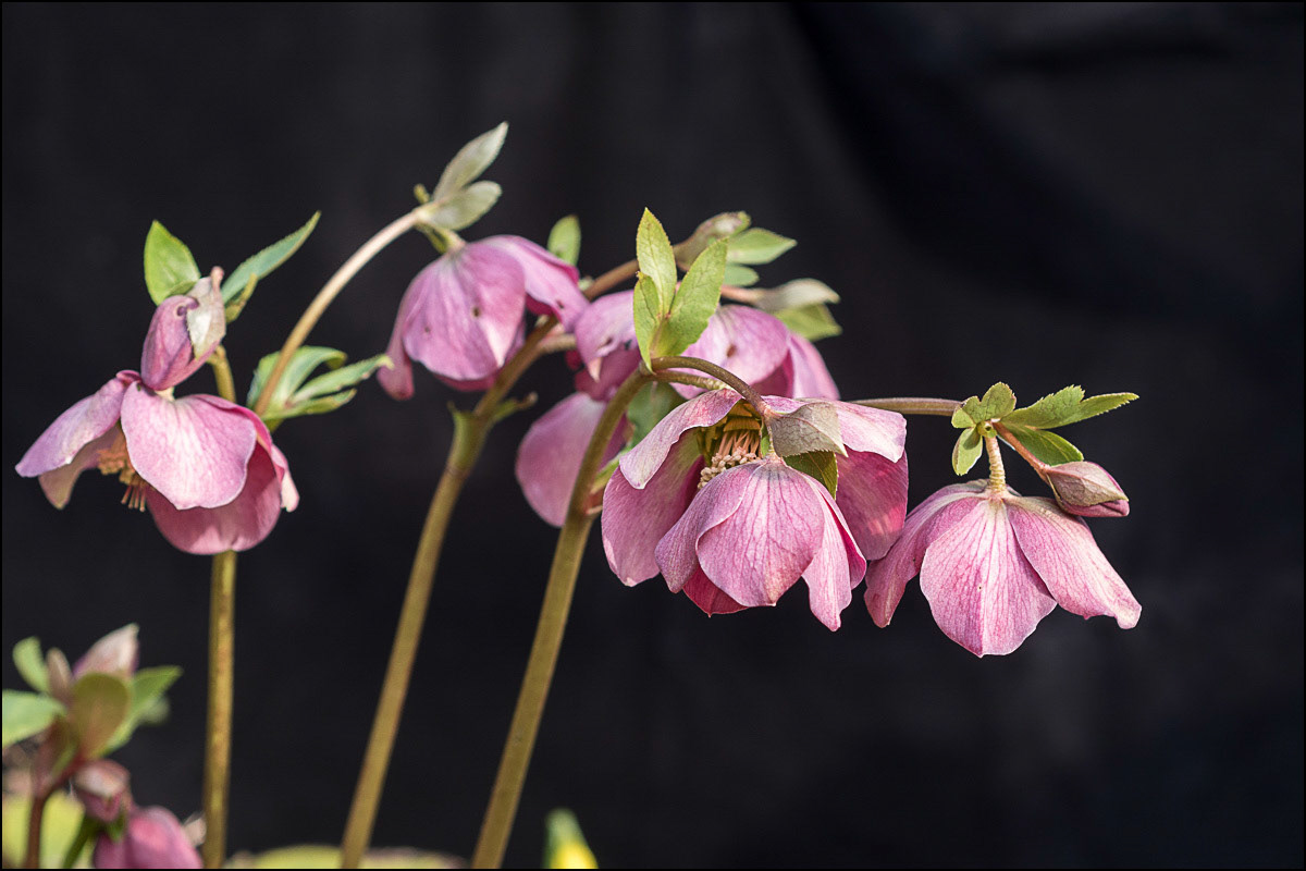 February 21st | Christmas Roses